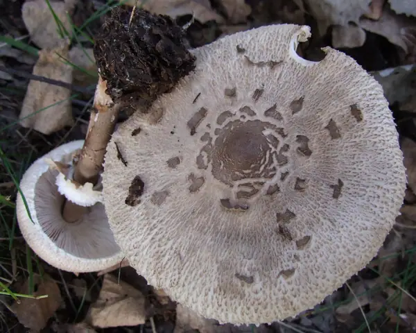Czubajka gwiaździsta (Macrolepiota konradii)