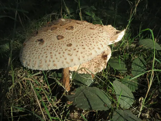 Czubajka kania (Macrolepiota procera)
