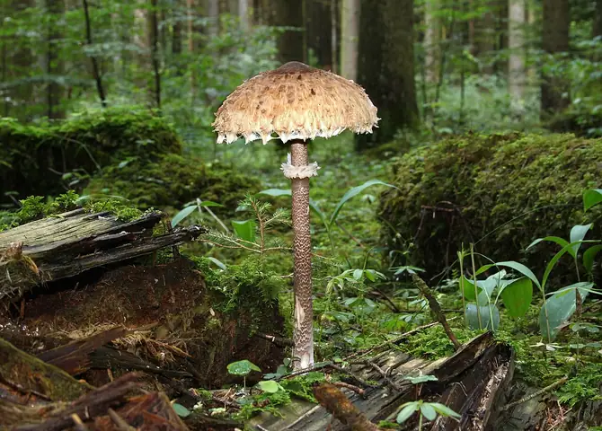 Czubajka kania (Macrolepiota procera)