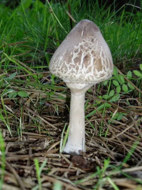 Czubajka sutkowata (Macrolepiota mastoidea)