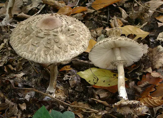 Czubajnik ponury (Chlorophyllum olivieri)