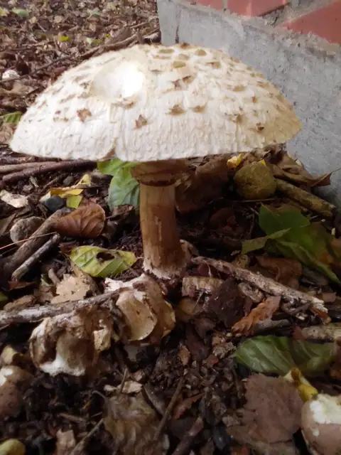 Czubajnik venenatum (Chlorophyllum venenatum)