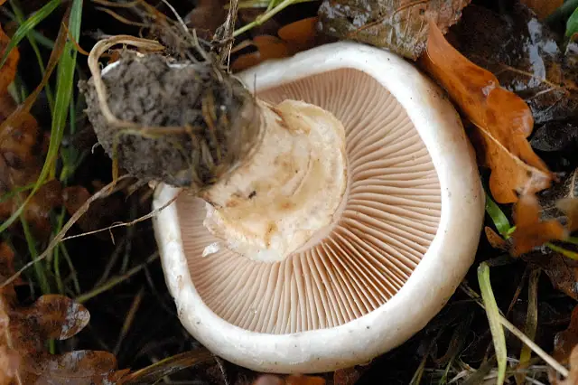 Czubniczek czarnołuskowy (Chamaemyces fracidus)
