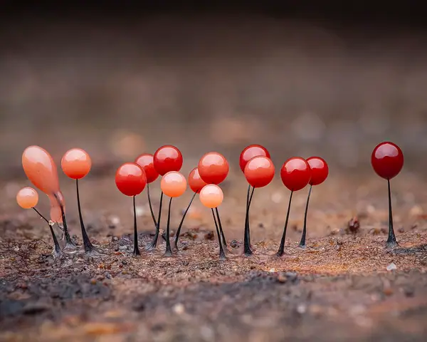 Czuprynka czarna (Comatricha nigra)