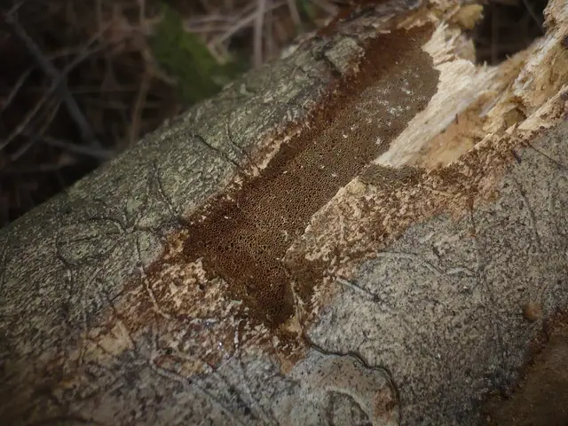 Czyreń brązowożółty (Phellinus viticola)