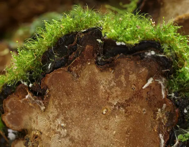 Czyreń czarnoliniowy (Phellopilus nigrolimitatus)