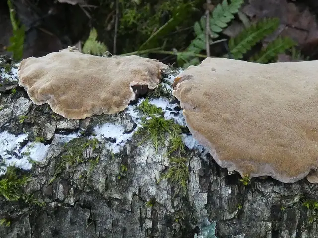Czyreń gładki (Phellinus laevigatus)
