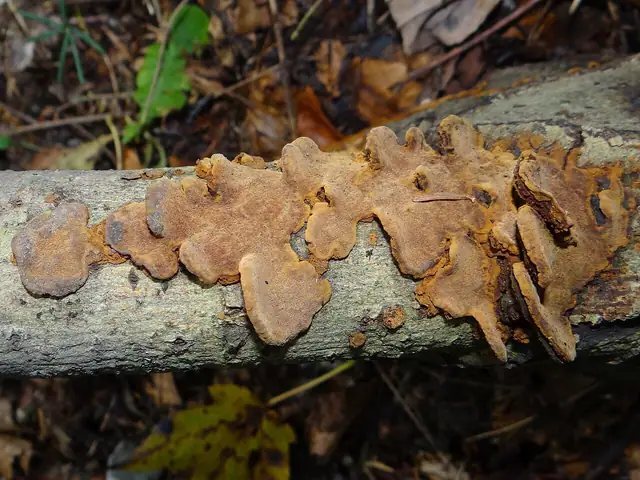 Czyreń muszlowy (Phellinus conchatus)