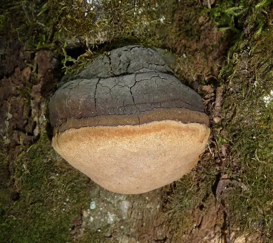 Czyreń ogniowy (Phellinus igniarius)