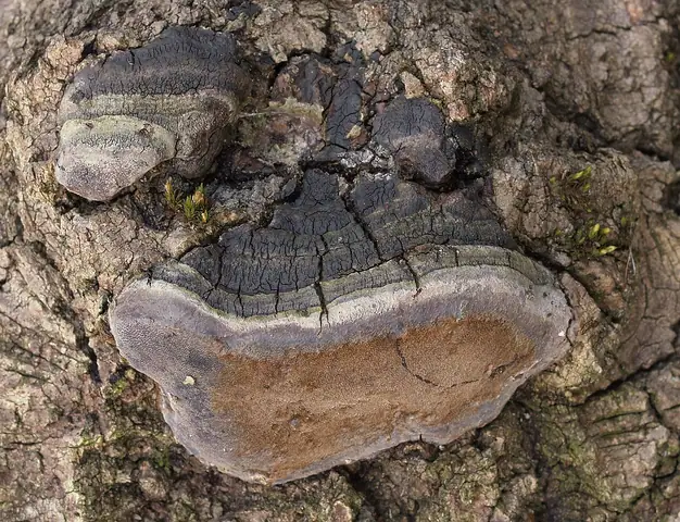 Czyreń osikowy (Phellinus tremulae)