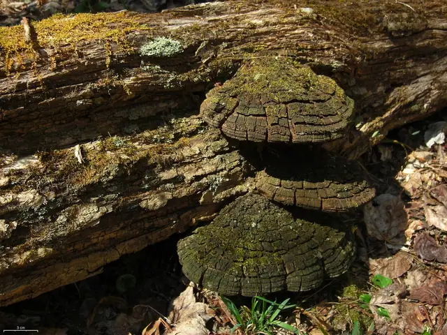 Czyreń robiniowy (Phellinus rimosus)