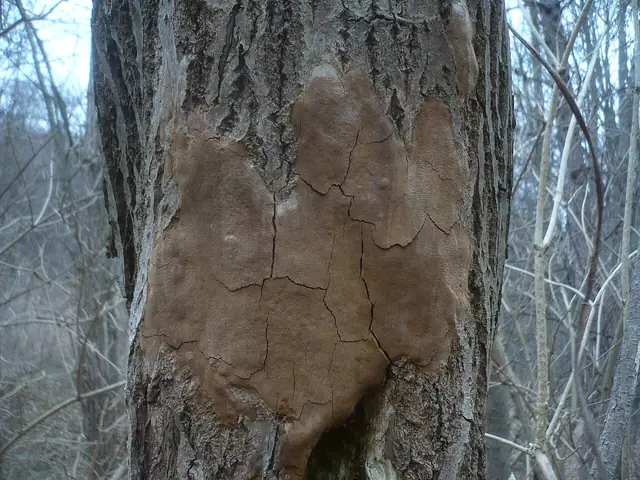 Czyreń rozpostarty (Fomitiporia punctata)