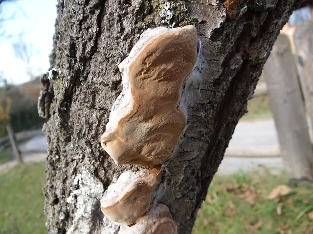 Czyreń śliwowy (Phellinus pomaceus)