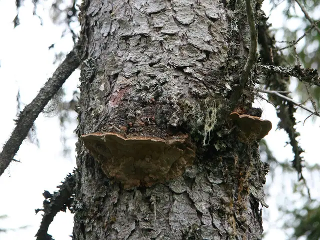 Czyreń świerkowy (Phellinus chrysoloma)