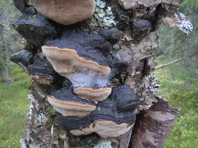 Czyreń wąskoszczecinkowaty (Phellinus lundellii)
