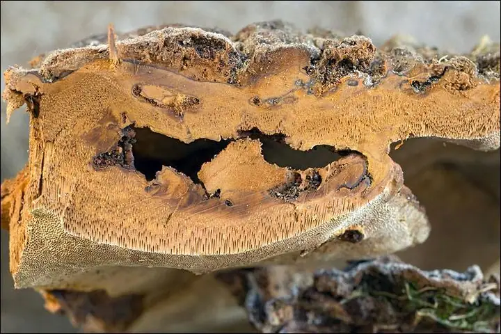Czyrenica porzeczkowa (Phylloporia ribis)