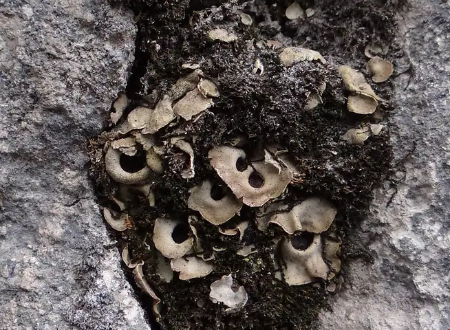 Dołczanka dwuzarodnikowa (Solorina bispora)