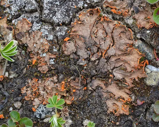 Dołczanka szafranowa (Solorina crocea)