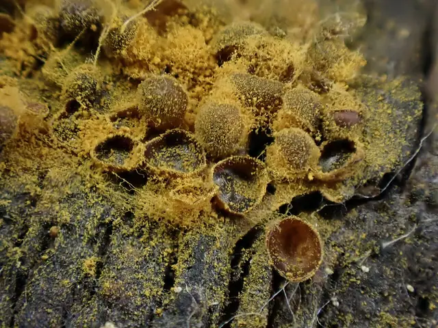 Dorzutka pospolita (Perichaena corticalis)