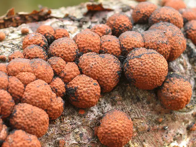 Drewniak szkarłatny (Hypoxylon fragiforme)
