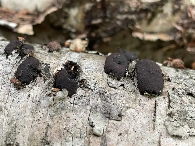 Drewniak wielokształtny (Jackrogersella multiformis)