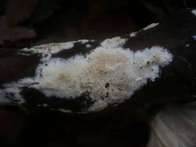 Drewniczka drobnopora (Schizopora flavipora)