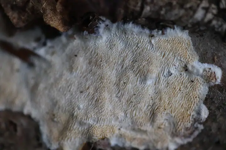 Drewniczka różnopora (Schizopora paradoxa)
