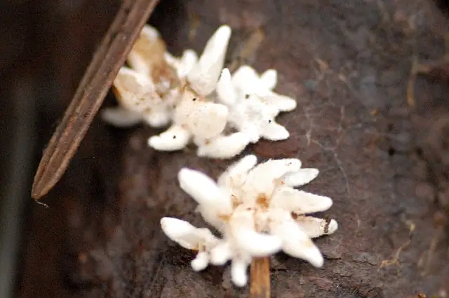 Drobnokolec żółknący (Mucronella calva)