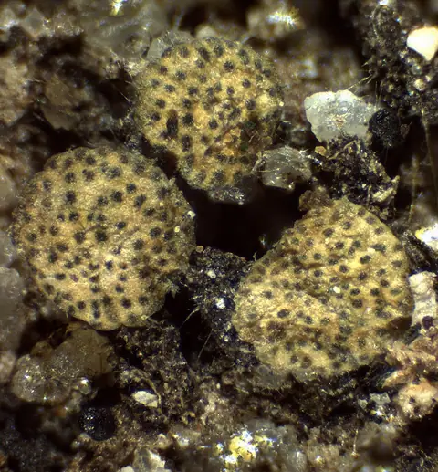 Drobnokropka zieleniejąca (Hypocrea gelatinosa)