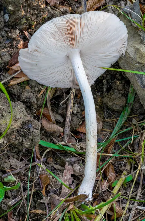 Drobnołuszczak białokremowy (Pluteus pellitus)