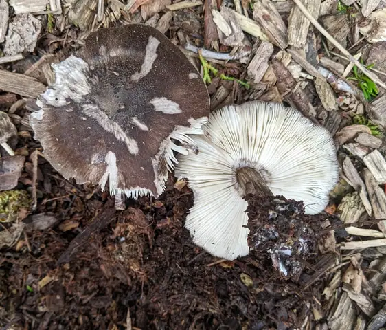 Drobnołuszczak bogatosprzążkowy (Pluteus primus)