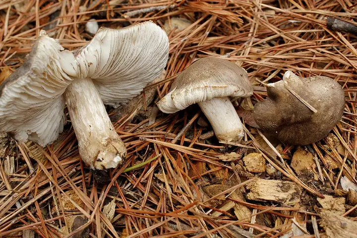 Drobnołuszczak czarnoostrzowy (Pluteus atromarginatus)