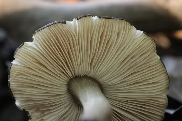Drobnołuszczak fioletowoczarniawy (Pluteus podospileus)