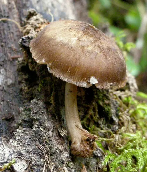 Drobnołuszczak gruczołowaty (Pluteus plautus)