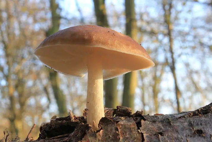 Drobnołuszczak jeleni (Pluteus cervinus)