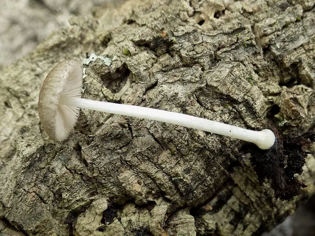 Drobnołuszczak kosmaty (Pluteus hispidulus)