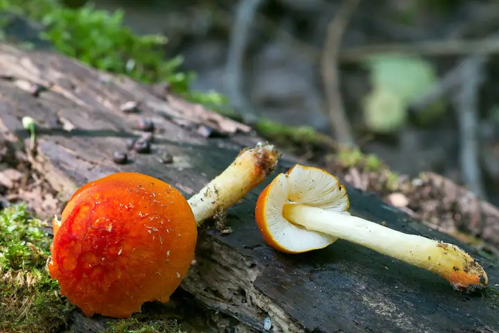 Drobnołuszczak pomarańczowoczerwony (Pluteus aurantiorugosus)