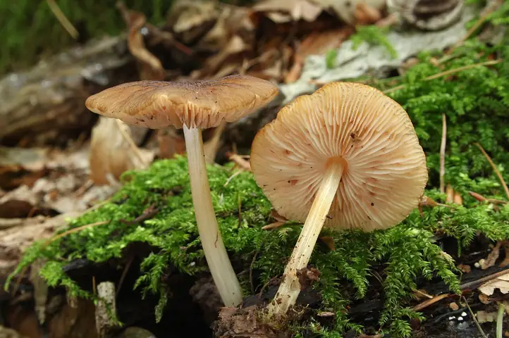 Drobnołuszczak pomarszczony (Pluteus phlebophorus)