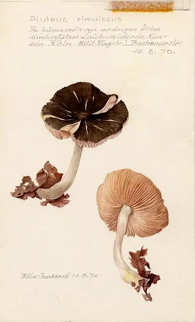 Drobnołuszczak popękany (Pluteus diettrichii)