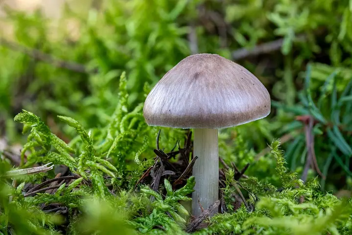 Drobnołuszczak sarni (Pluteus pouzarianus)