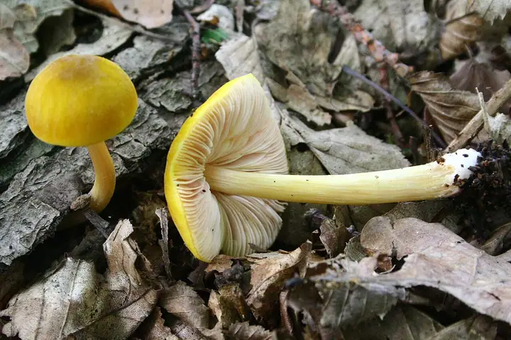 Drobnołuszczak żółtawy (Pluteus leoninus)