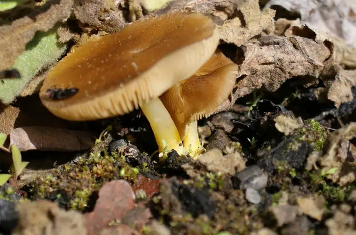 Drobnołuszczak żółtonogi (Pluteus romellii)