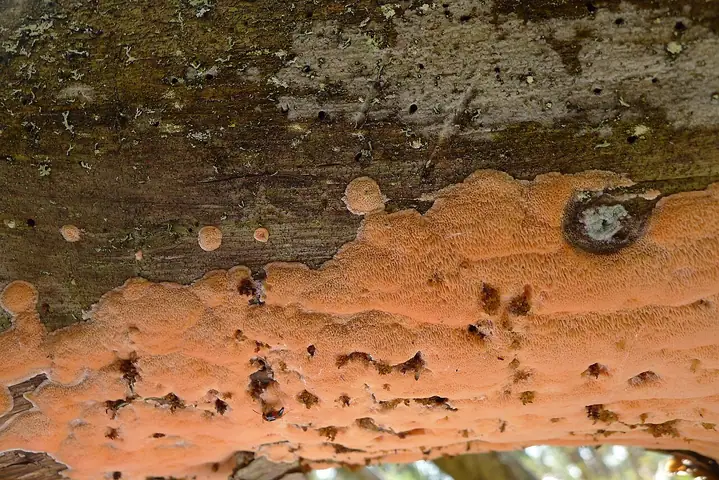 Drobnoporek ceglastoczerwony (Postia placenta)