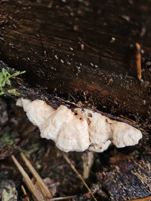 Drobnoporek falistobrzegi (Postia undosa)
