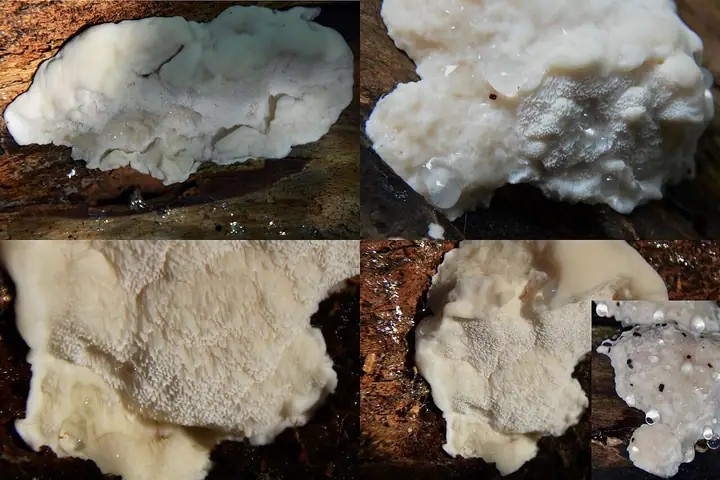Drobnoporek gorzki (Postia stiptica)