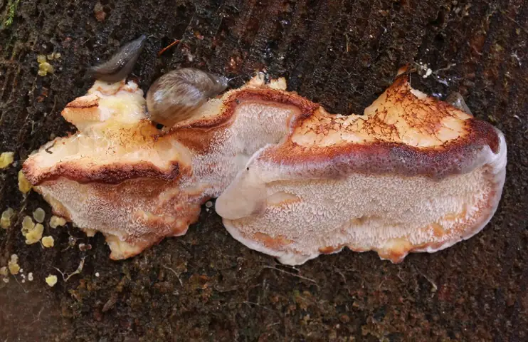 Drobnoporek kruchy (Postia fragilis)