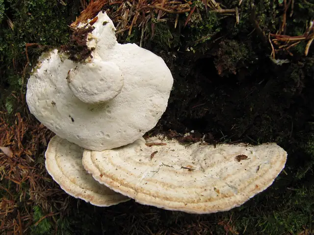 Drobnoporek łzawiący (Postia guttulata)