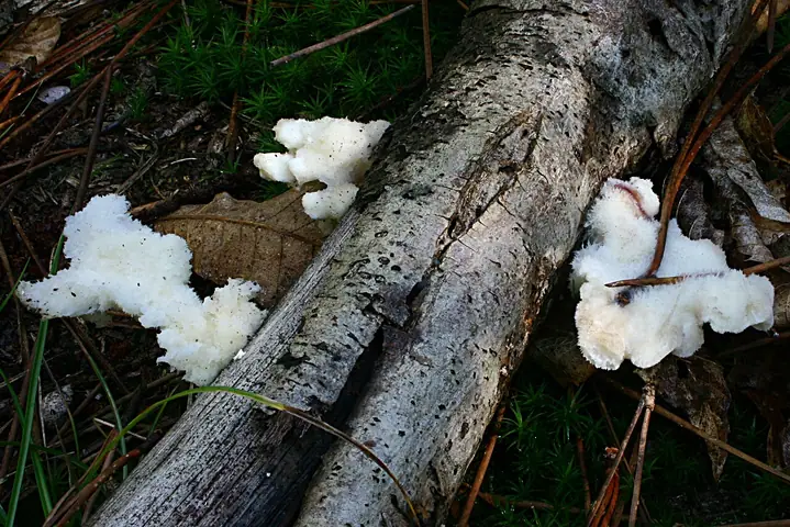 Drobnoporek mleczny (Postia tephroleuca)