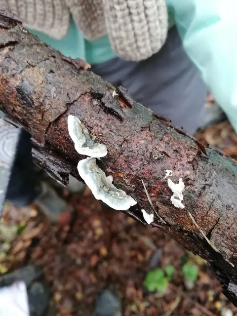 Drobnoporek modrobiały (Oligoporus alni)