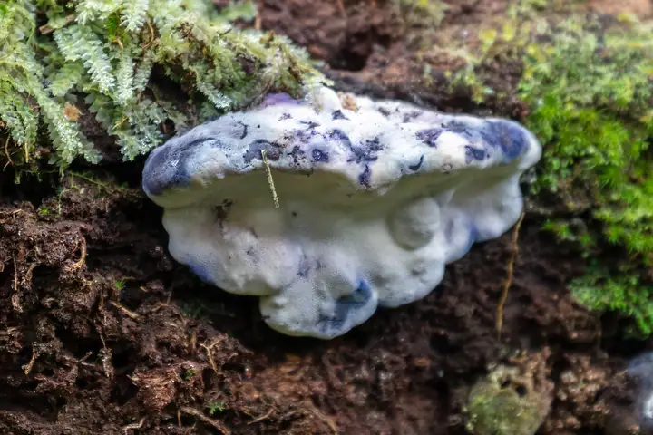 Drobnoporek modry (Postia caesia)